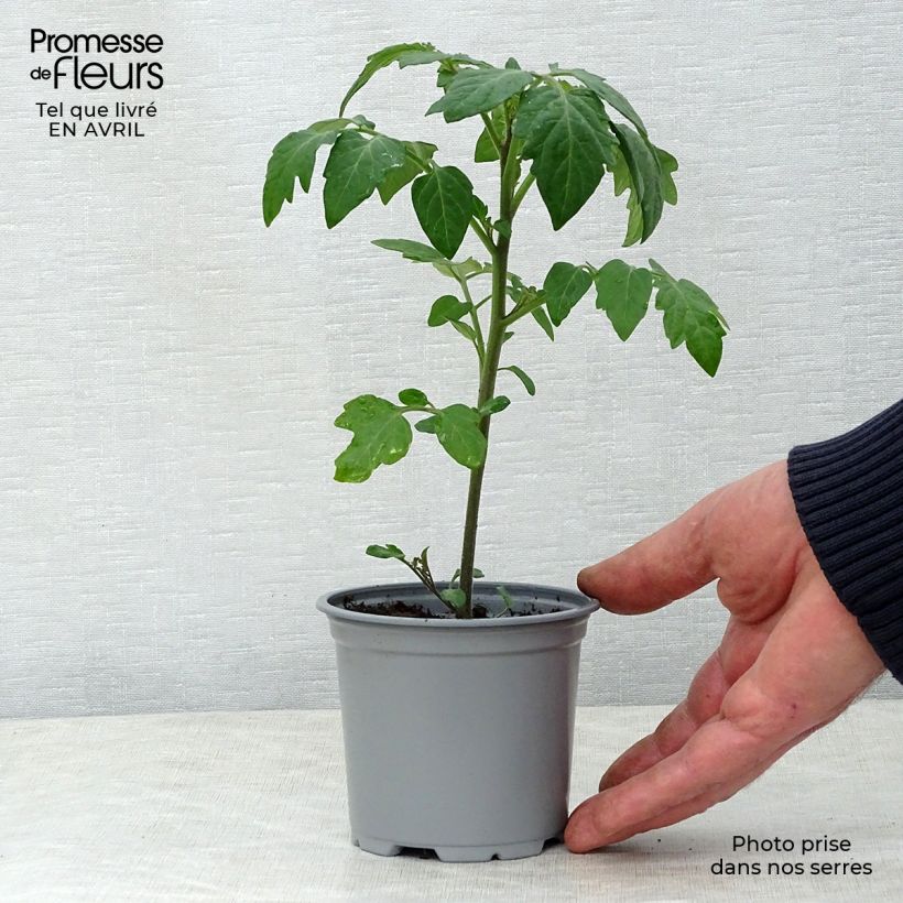 Pomodoro ciliegino/datterino Crokini F1 Vaso da Ø 10 cm/11 cm esemplare consegnato in primavera