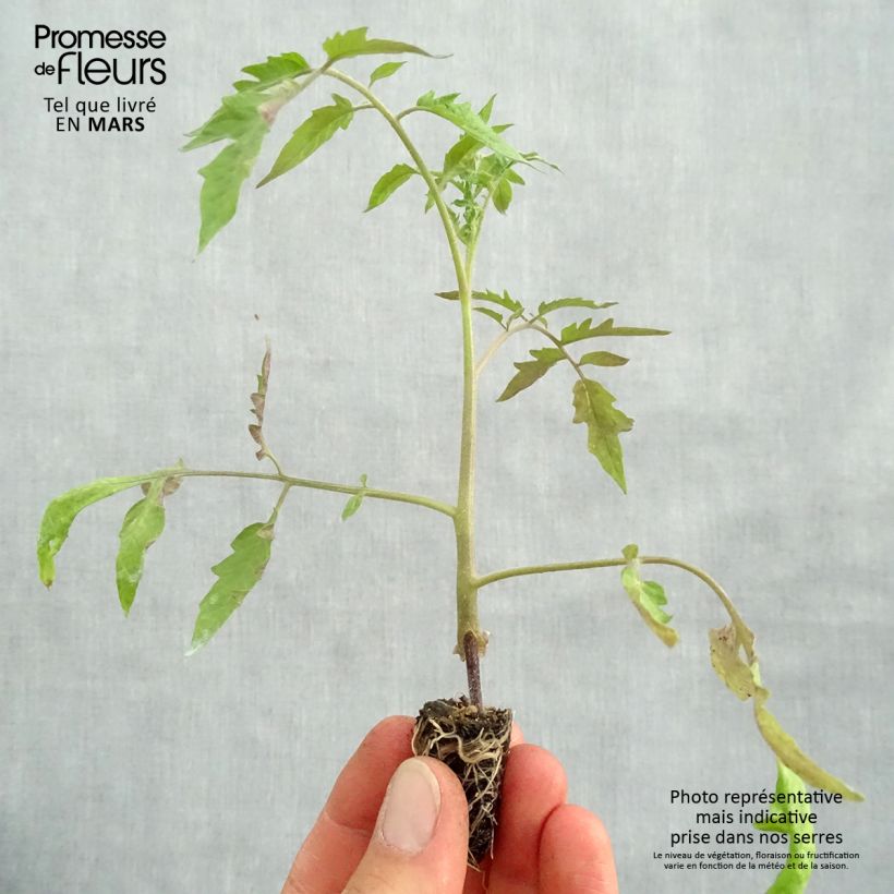 Pomodoro cuore di bue/Beefsteak Cuor di Bue (piante innestate) Mini zolla Ø 1,5/2,5 cm esemplare consegnato in primavera