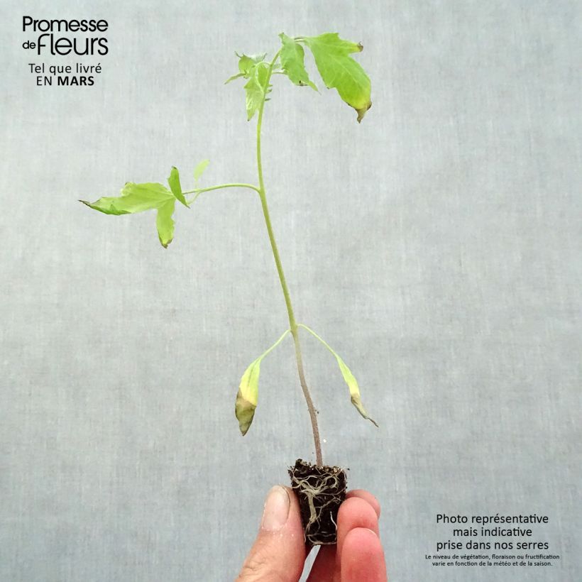 Example of Pomodoro cuore di bue/Beefsteak Cuor di Bue (piante) mini zolla... as you get in printemps