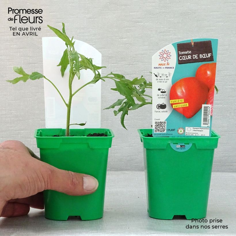 Example of Pomodoro cuore di bue/Beefsteak Cuor di Bue (piante) Vaso da Ø 10 cm/11 cm as you get in printemps