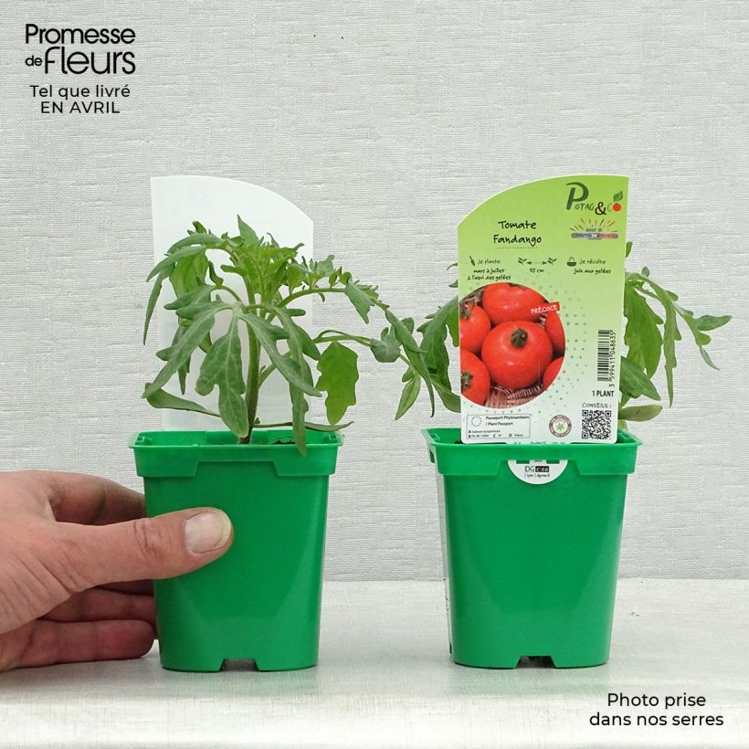 Example of Pomodoro a grappolo Fandango F1 Vaso da Ø 10 cm/11 cm as you get in printemps