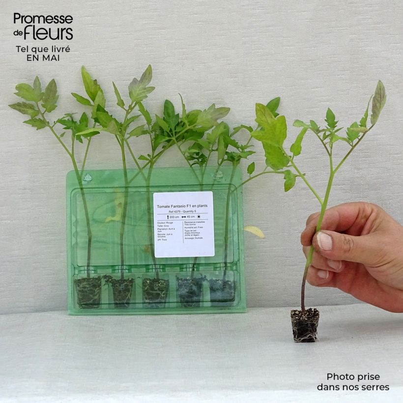 Pomodoro tondo liscio Fantasio F1 Mini zolla Ø 1,5/2,5 cm esemplare consegnato in primavera