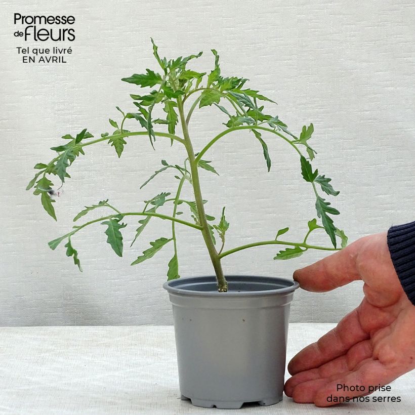 Example of Pomodoro cuore di bue/Beefsteak Fleurette F1 (piante innestate) Vasetto da 8/9 cm as you get in printemps