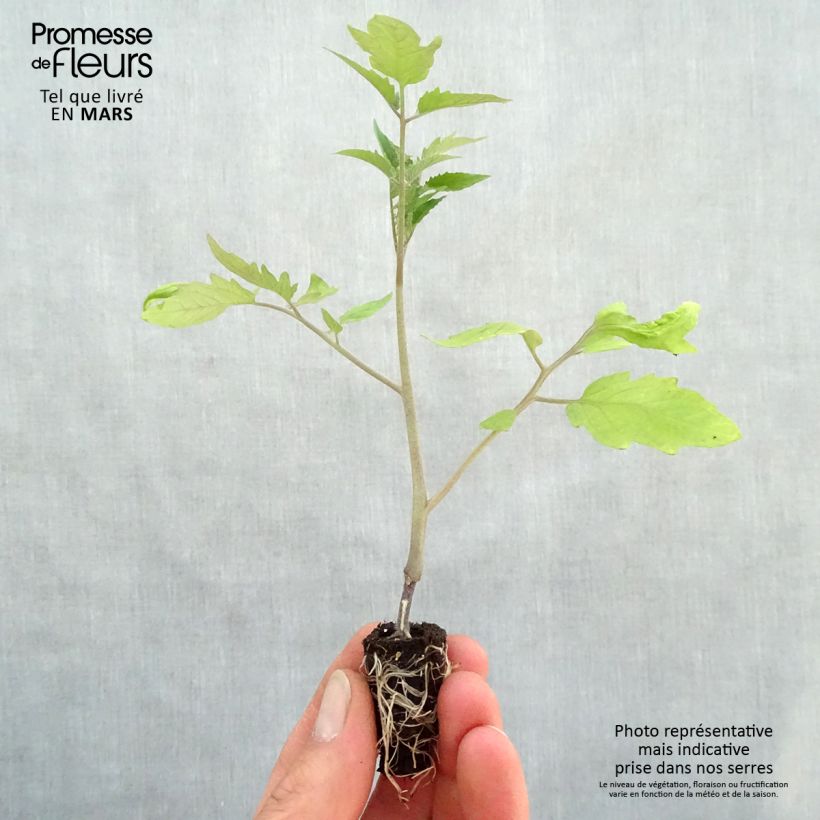 Example of Pomodoro cuore di bue/Beefsteak Fleurette F1 (piante innestate) Mini zolla Ø 1,5/2,5 cm as you get in printemps