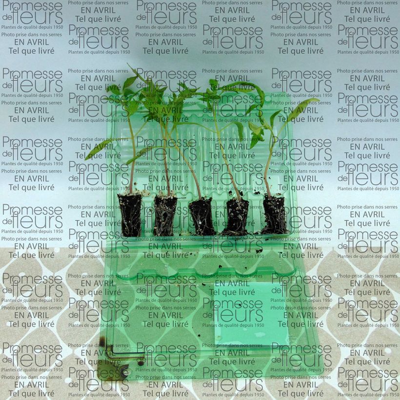 Esempio di esemplare Pomodoro cuore di bue/Beefsteak Fleurette F1 mini zolla... come consegnato