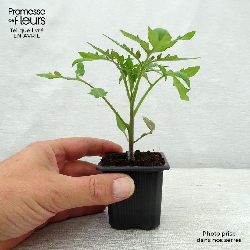 Example of Pomodoro tondo liscio Fournaise Vasetto da 7/8 cm as you get in printemps
