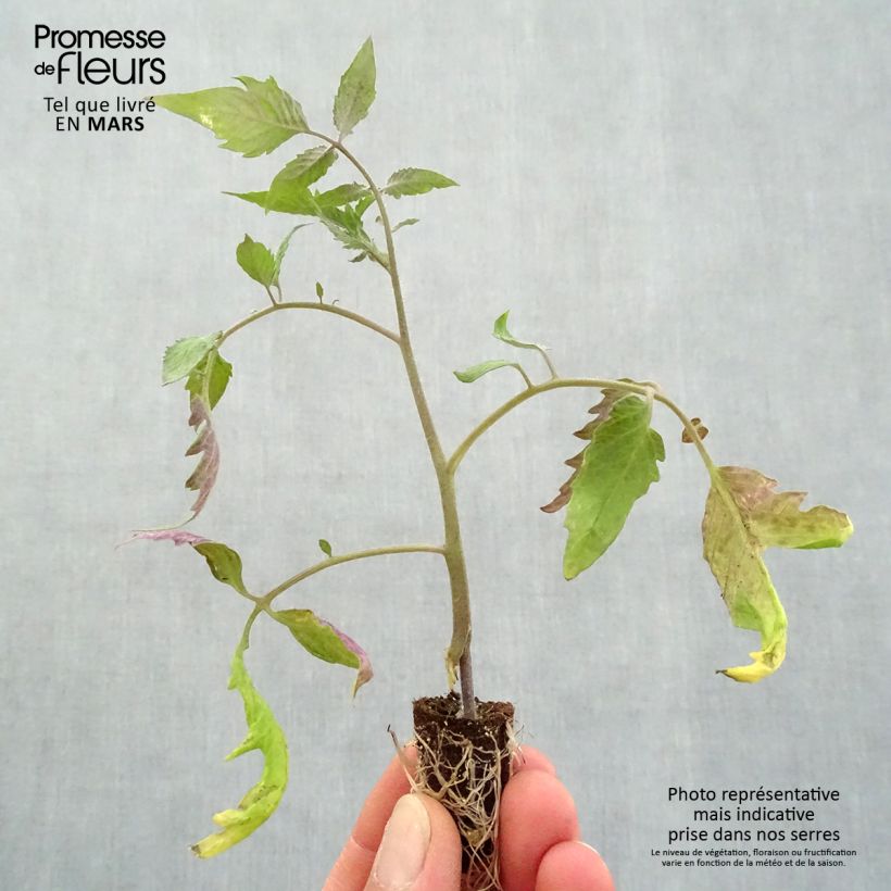 Pomodoro Gagliardo F1 Mini zolla Ø 1,5/2,5 cm esemplare consegnato in primavera