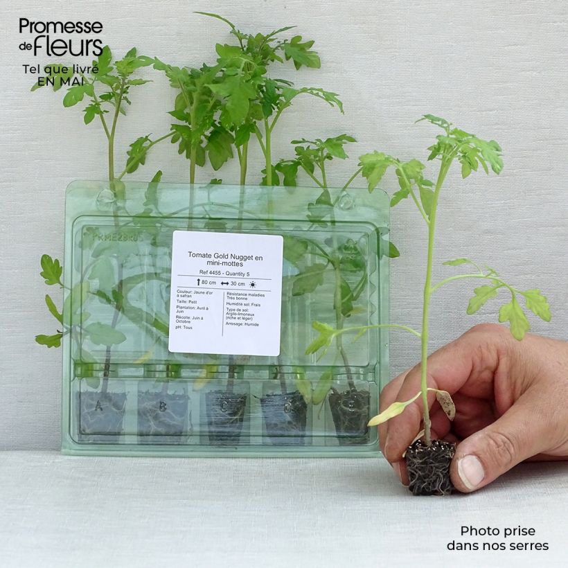 Pomodoro ciliegino/datterino Gold Nugget mini zolla... esemplare consegnato in primavera