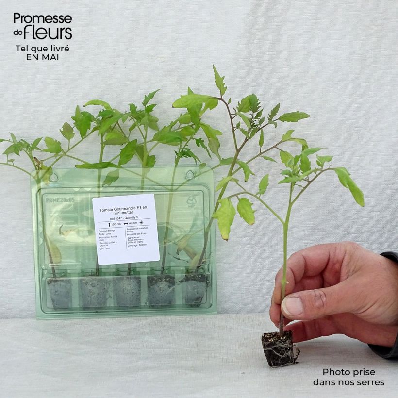 Example of Pomodoro cuore di bue/Beefsteak Gourmandia mini zolla... as you get in printemps