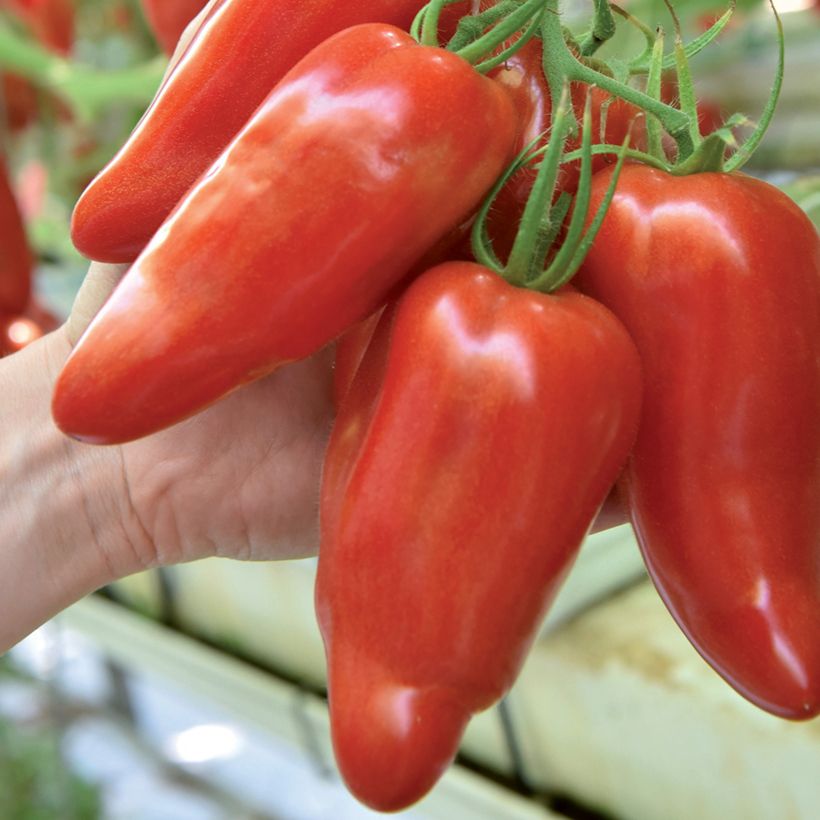 Pomodoro lungo Licorna F1 (piantine) (Raccolta)