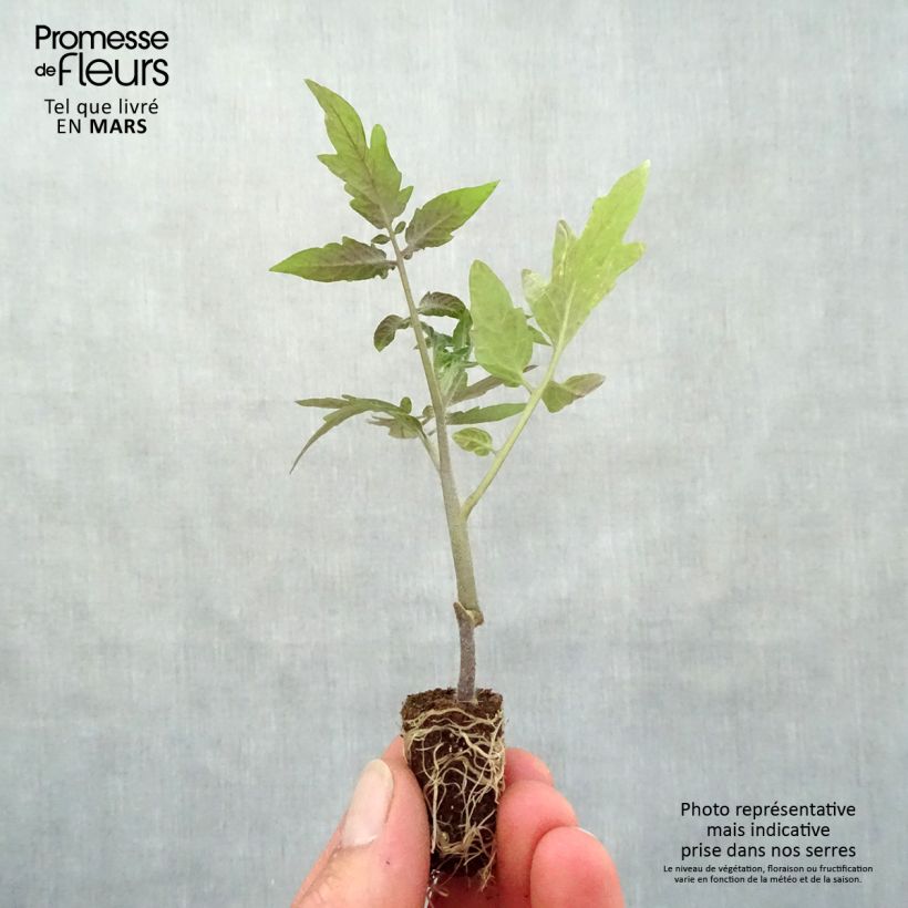 Example of Pomodoro tondo liscio Maestria (piante innestate) Mini zolla Ø 1,5/2,5 cm as you get in printemps