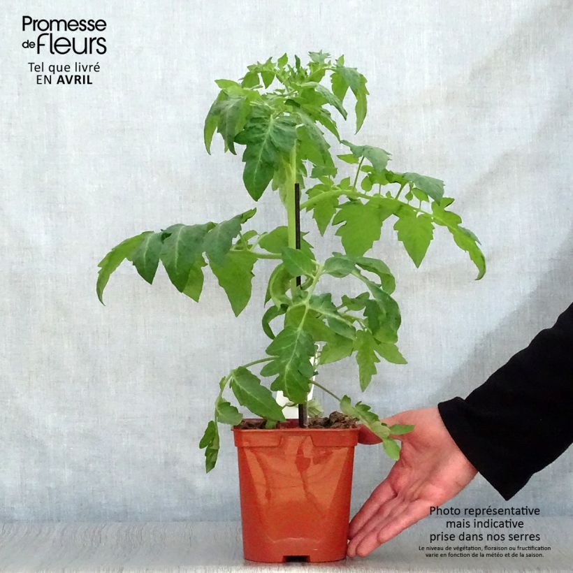 Example of Pomodoro tondo liscio Maestria (piante innestate) Vaso da 2L/3L as you get in printemps