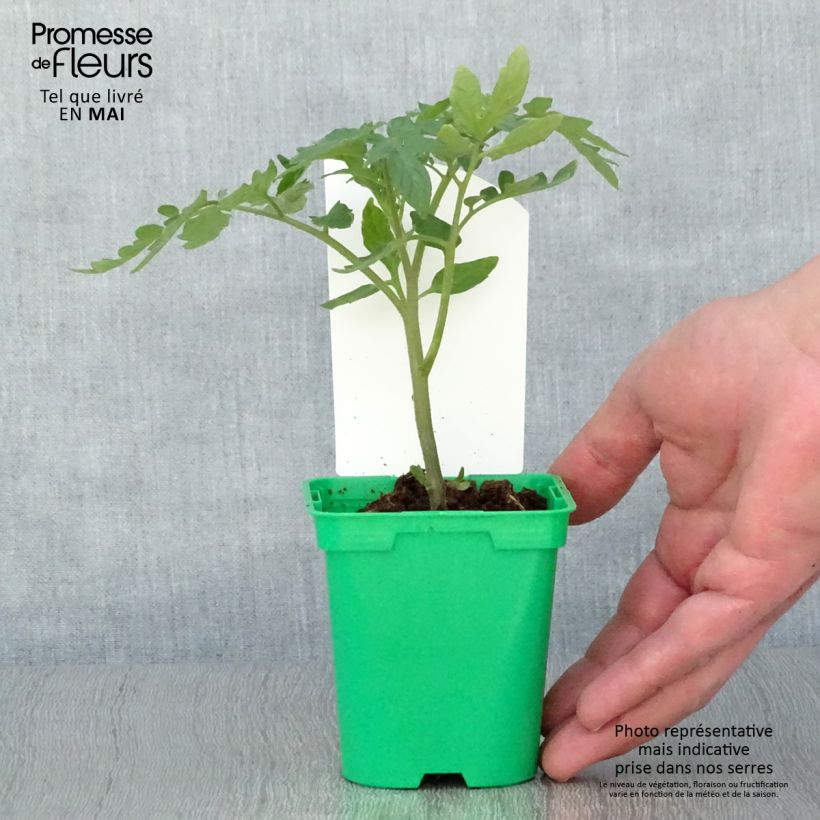 Example of Pomodoro tondo liscio Maestria (piante) Vaso da Ø 10 cm/11 cm as you get in printemps