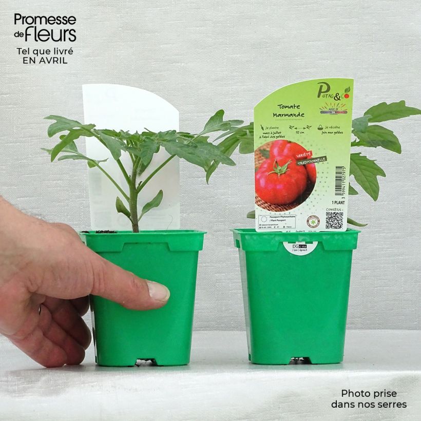 Pomodoro costoluto Marmande (piante) Vaso da Ø 10 cm/11 cm esemplare consegnato in primavera