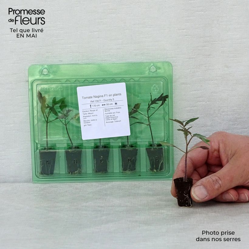 Example of Pomodoro Nagina F1 Mini zolla Ø 1,5/2,5 cm as you get in printemps