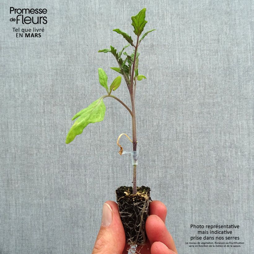 Example of Pomodoro cuore di bue/Beefsteak Ochsenherz Orange mini zolla... as you get in printemps