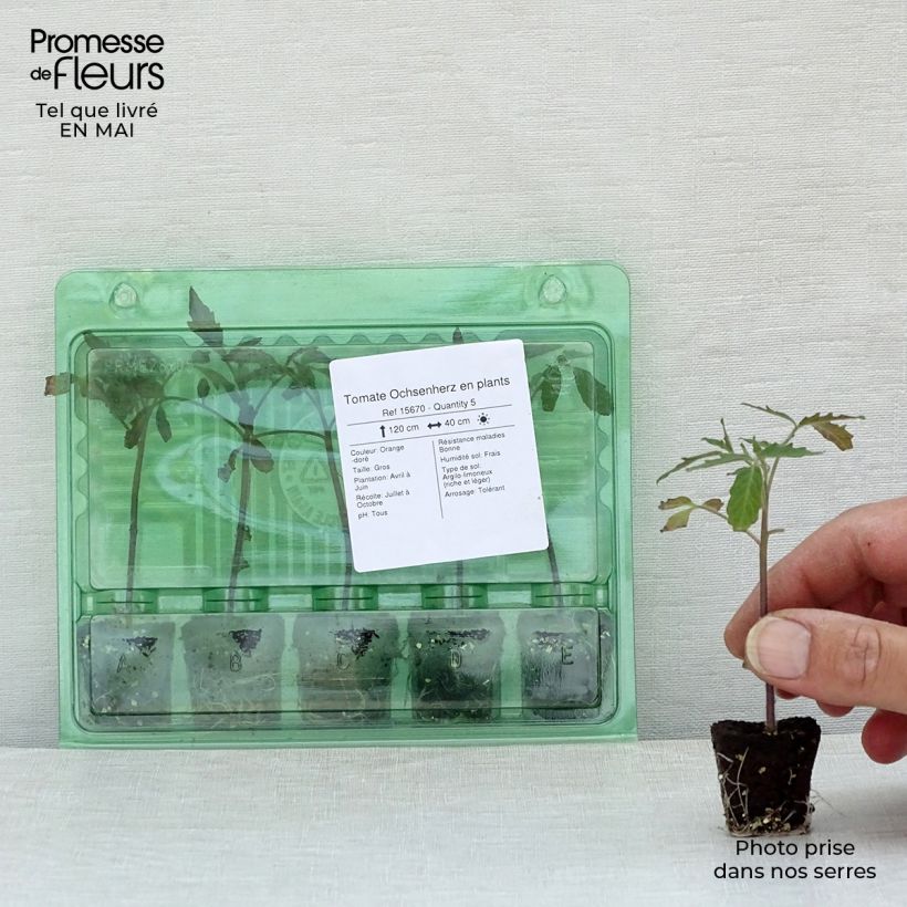 Pomodoro cuore di bue/Beefsteak Ochsenherz mini zolla... esemplare consegnato in primavera