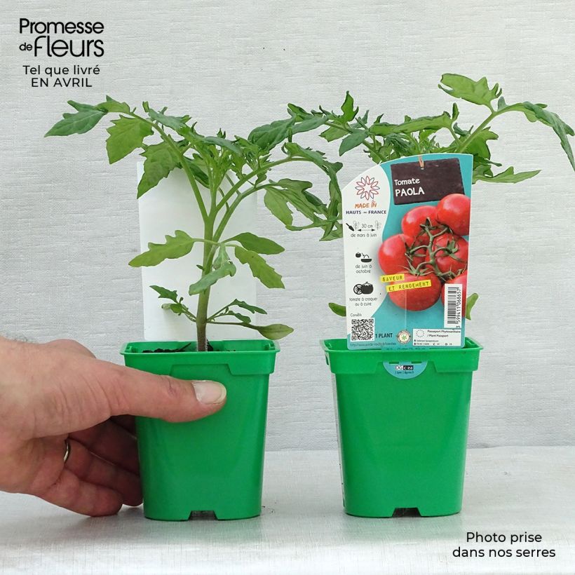 Example of Pomodoro a grappolo Paola F1 (piante) Vaso da Ø 10 cm/11 cm as you get in printemps