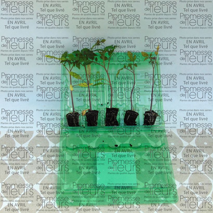 Example of Pomodoro Previa (piante) mini zolla... as you get