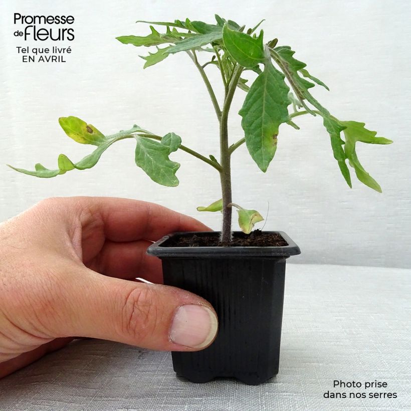 Example of Pomodoro tondo liscio Pyros (piante) Vasetto da 7/8 cm as you get in printemps