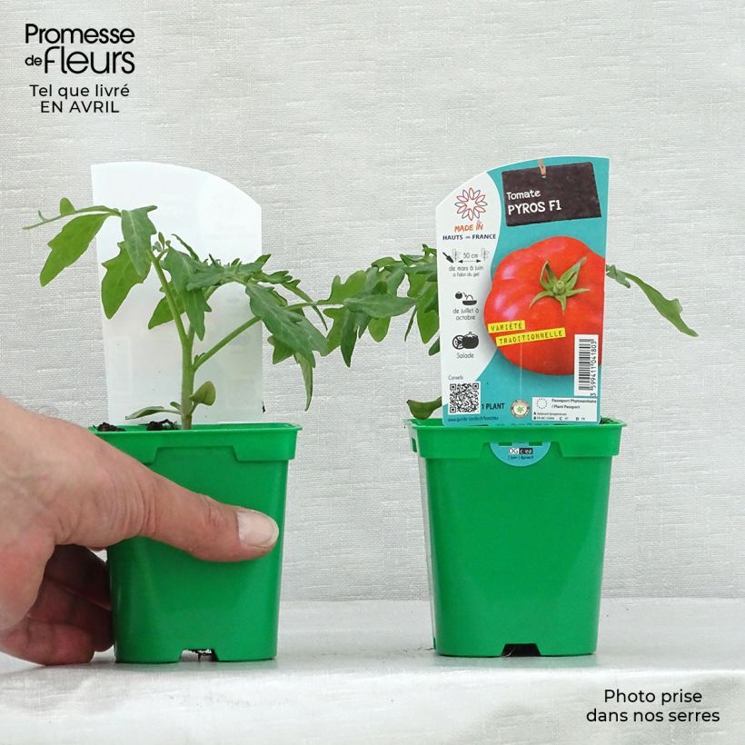 Example of Pomodoro tondo liscio Pyros (piante) Vaso da Ø 10 cm/11 cm as you get in printemps