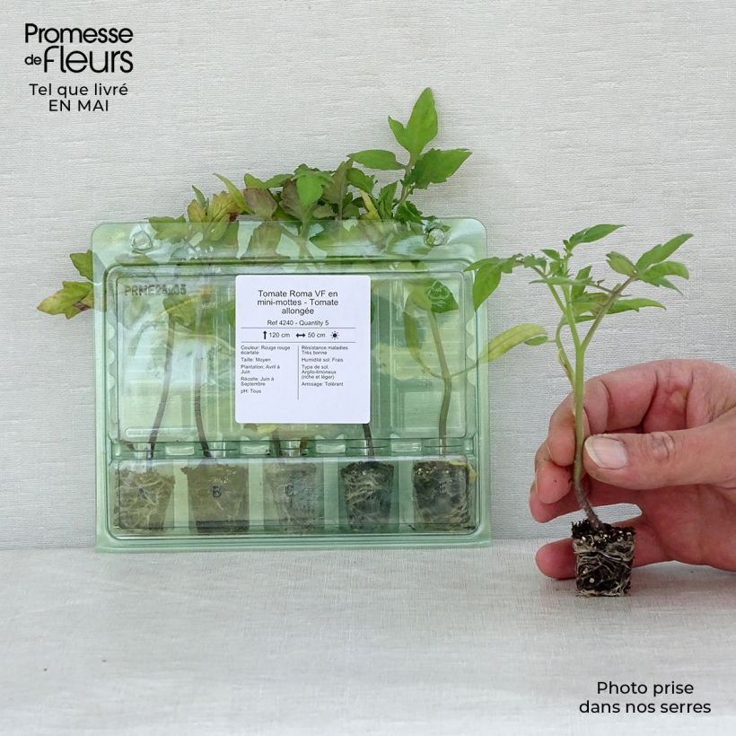 Pomodoro lungo Roma mini zolla... esemplare consegnato in primavera