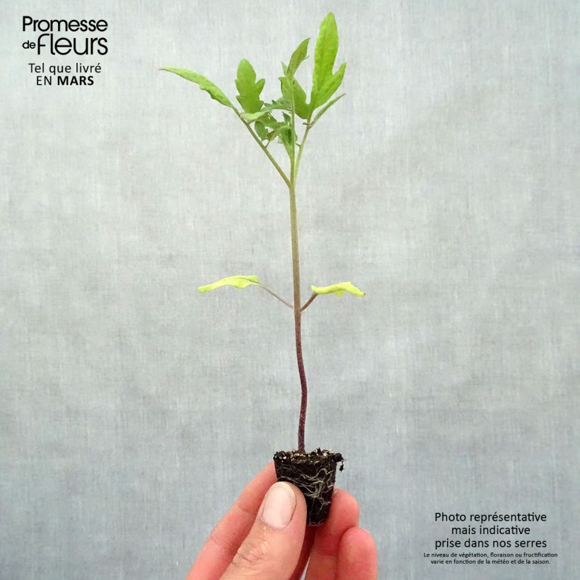 Example of Pomodoro cuore di bue/Beefsteak Rose Crush mini zolla... as you get in printemps