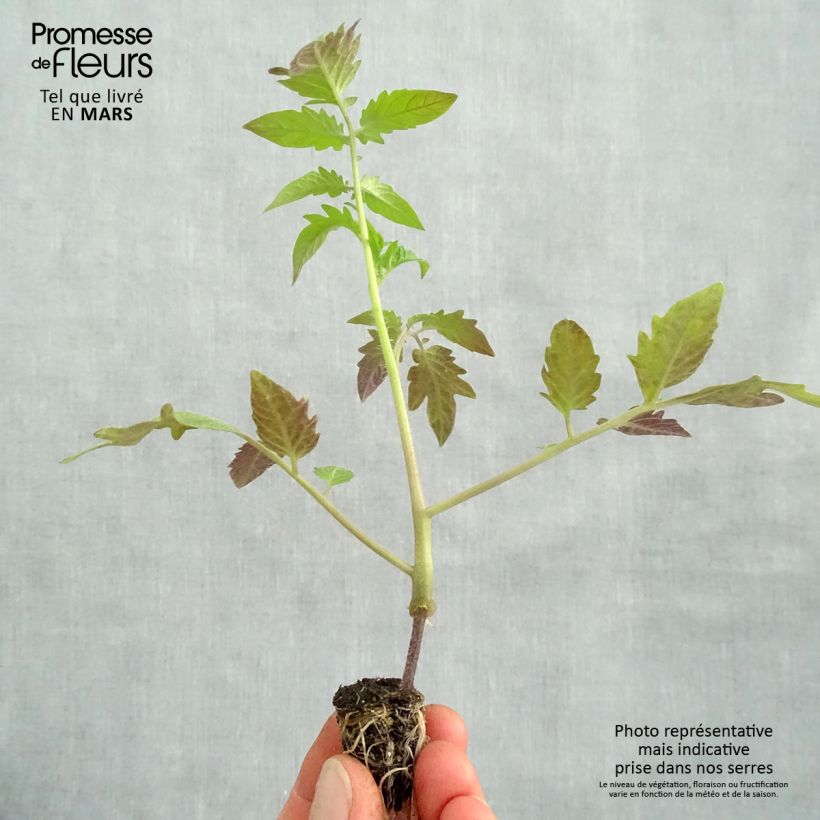 Example of Pomodoro cuore di bue/Beefsteak Russo rosso (piante innestate) Mini zolla Ø 1,5/2,5 cm as you get in printemps