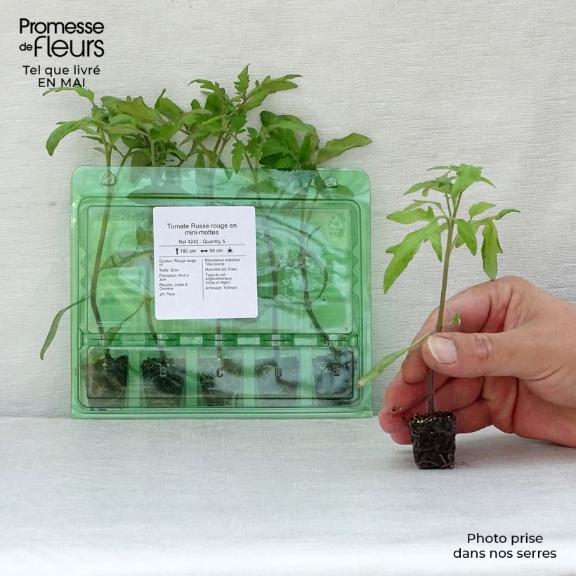 Pomodoro cuore di bue/Beefsteak Russo rosso (piante) mini zolla... esemplare consegnato in primavera