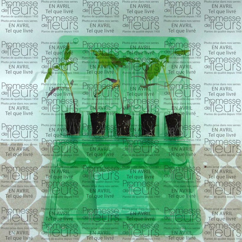 Esempio di esemplare Pomodoro ciliegino/datterino Stargold F1 mini zolla... come consegnato