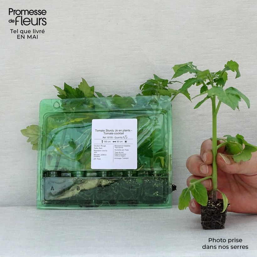 Pomodoro ciliegino/datterino Sturdy Jo F1 mini zolla... esemplare consegnato in primavera