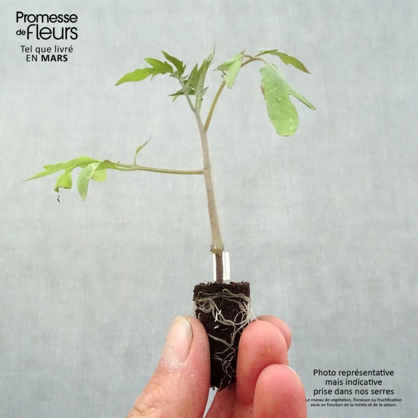 Pomodoro cuore di bue/Beefsteak Supersteak F1 Mini zolla Ø 1,5/2,5 cm esemplare consegnato in primavera