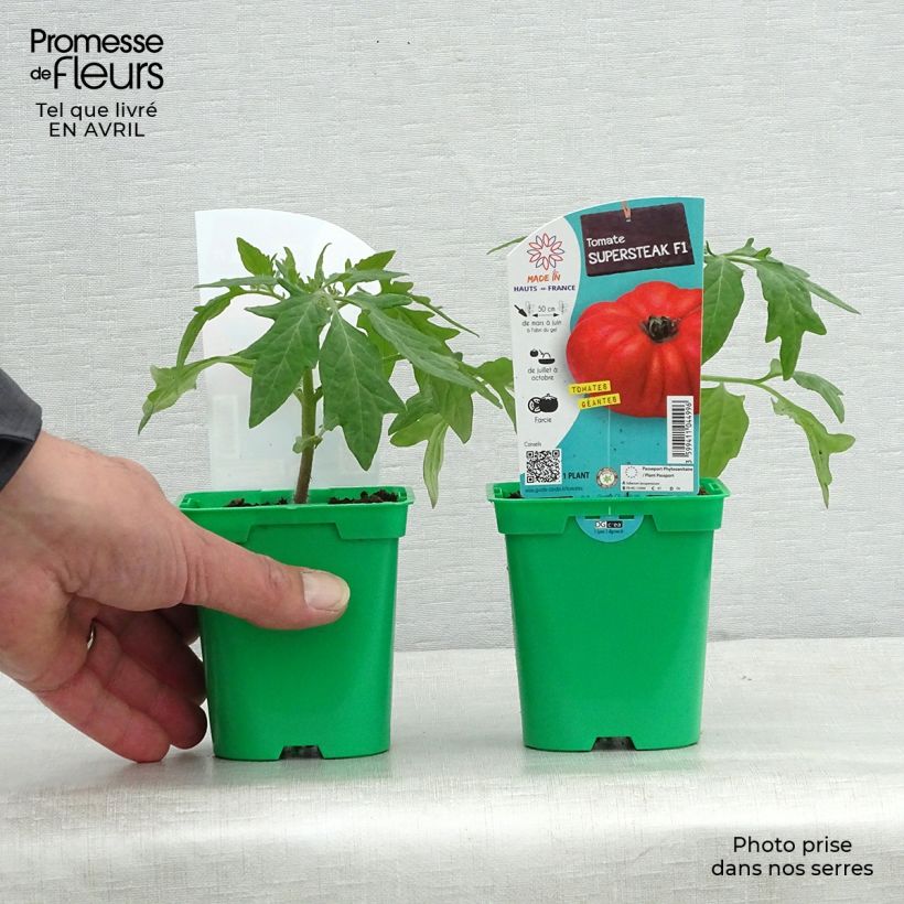 Example of Pomodoro cuore di bue/Beefsteak Supersteak F1 (piante) Vaso da Ø 10 cm/11 cm as you get in printemps