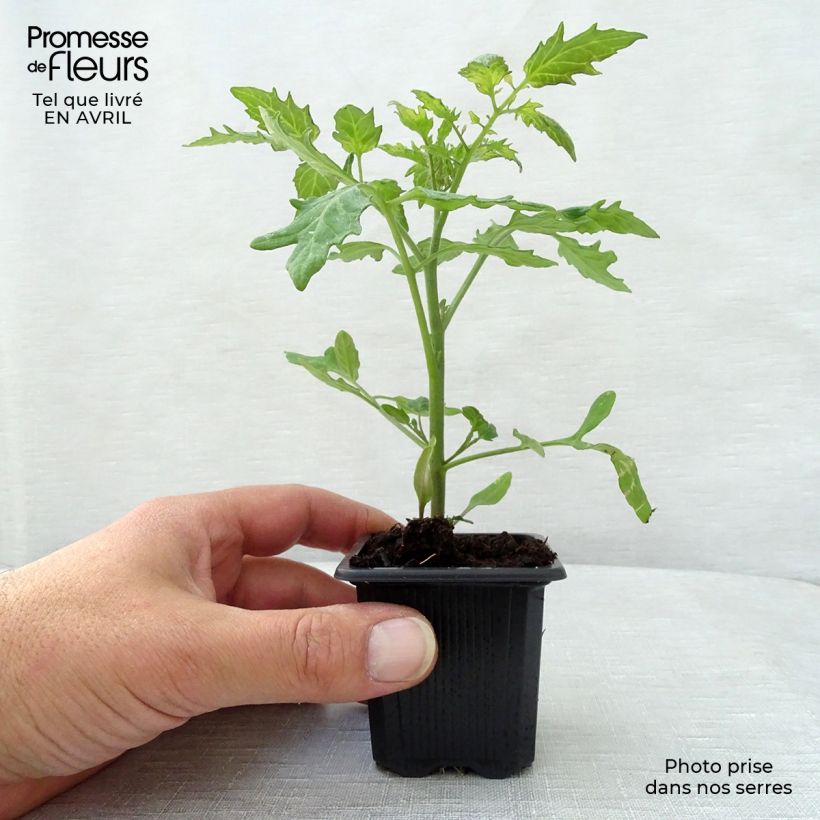 Example of Pomodoro ciliegino/datterino Supersweet 100 (piante) Vasetto da 7/8 cm as you get in printemps