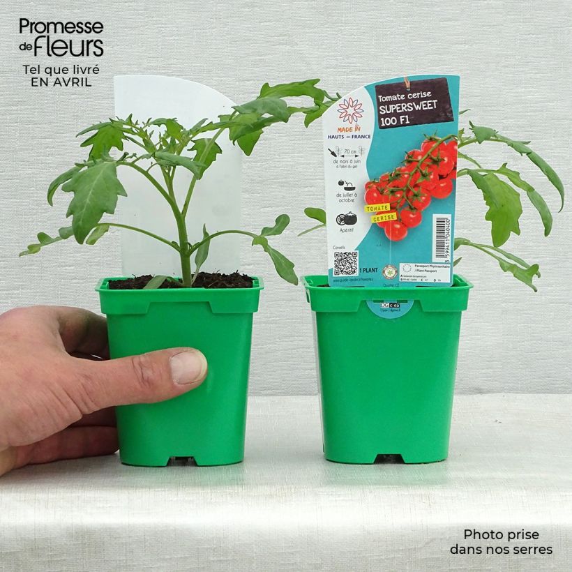 Example of Pomodoro ciliegino/datterino Supersweet 100 (piante) Vaso da Ø 10 cm/11 cm as you get in printemps