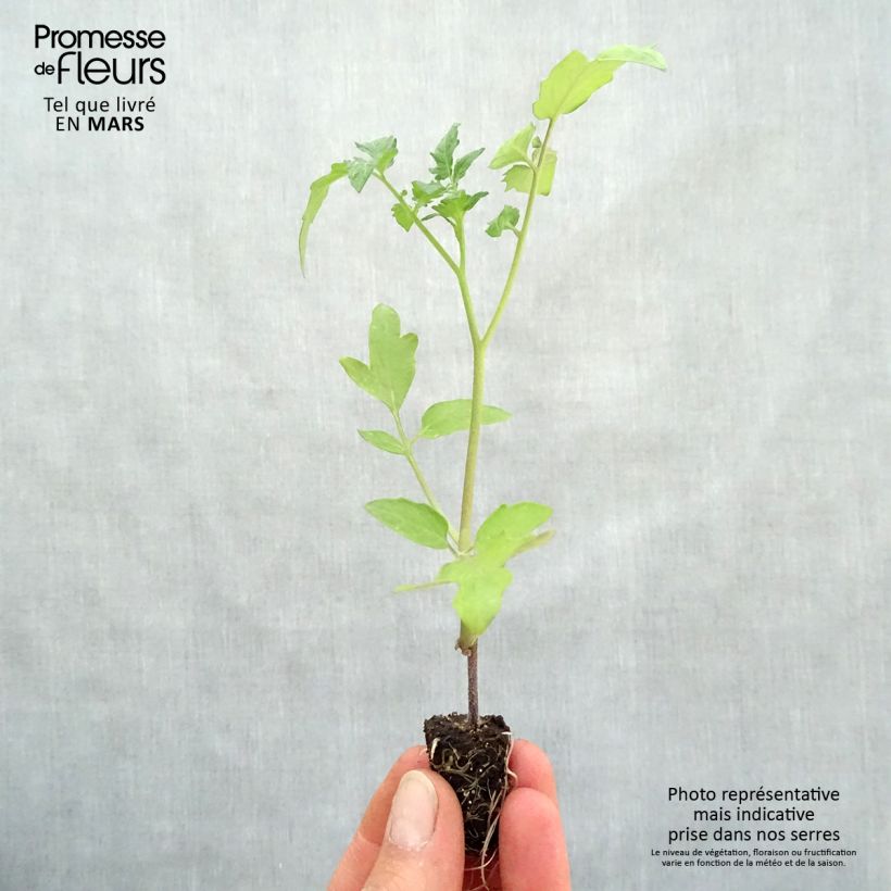 Example of Pomodoro ciliegino/datterino Supersweet 100 Bio (piante innestate) Mini zolla Ø 1,5/2,5 cm as you get in printemps