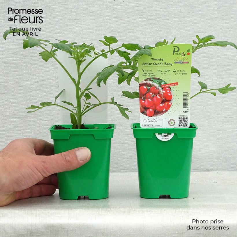 Pomodoro ciliegino/datterino Sweetbaby F1 Vaso da Ø 10 cm/11 cm esemplare consegnato in primavera