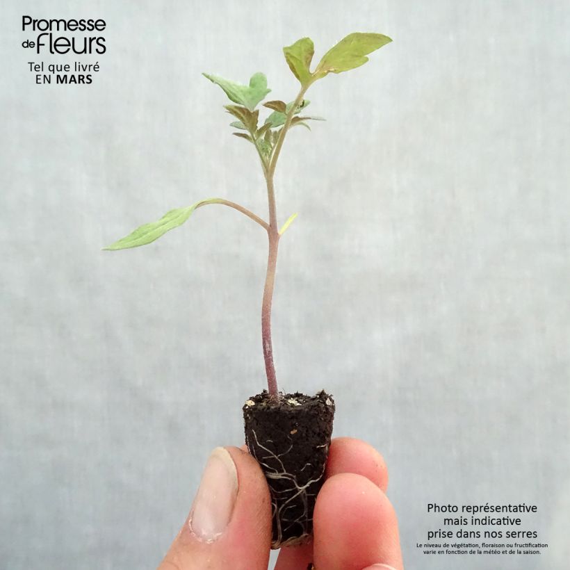 Pomodoro costoluto Tomande F1 Bio Mini zolla Ø 1,5/2,5 cm esemplare consegnato in primavera