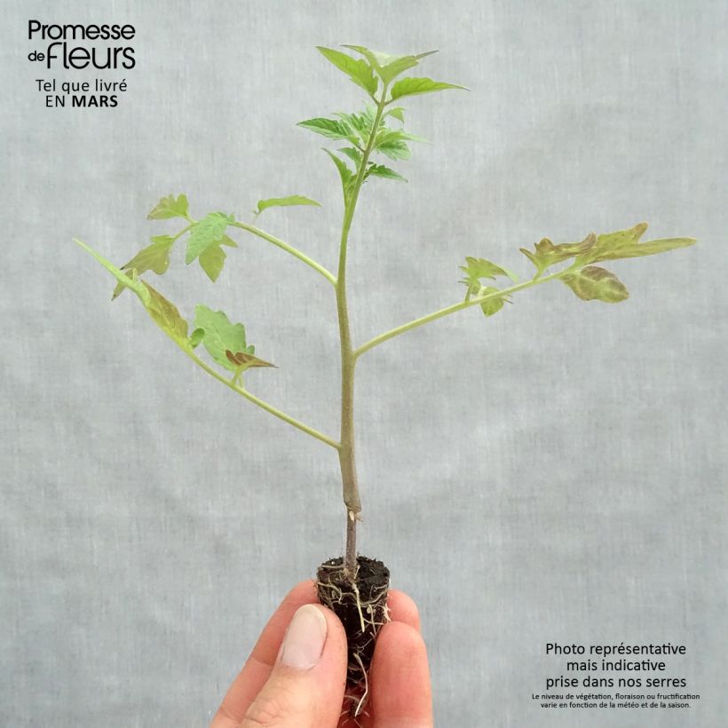 Pomodoro costoluto Tomande F1 (piante innestate) Mini zolla Ø 1,5/2,5 cm esemplare consegnato in primavera