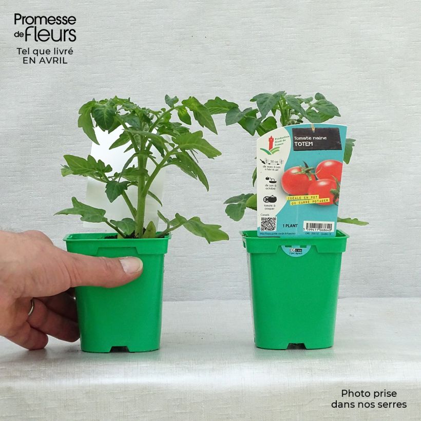 Pomodoro a grappolo Totem F1 Vaso da Ø 10 cm/11 cm esemplare consegnato in primavera