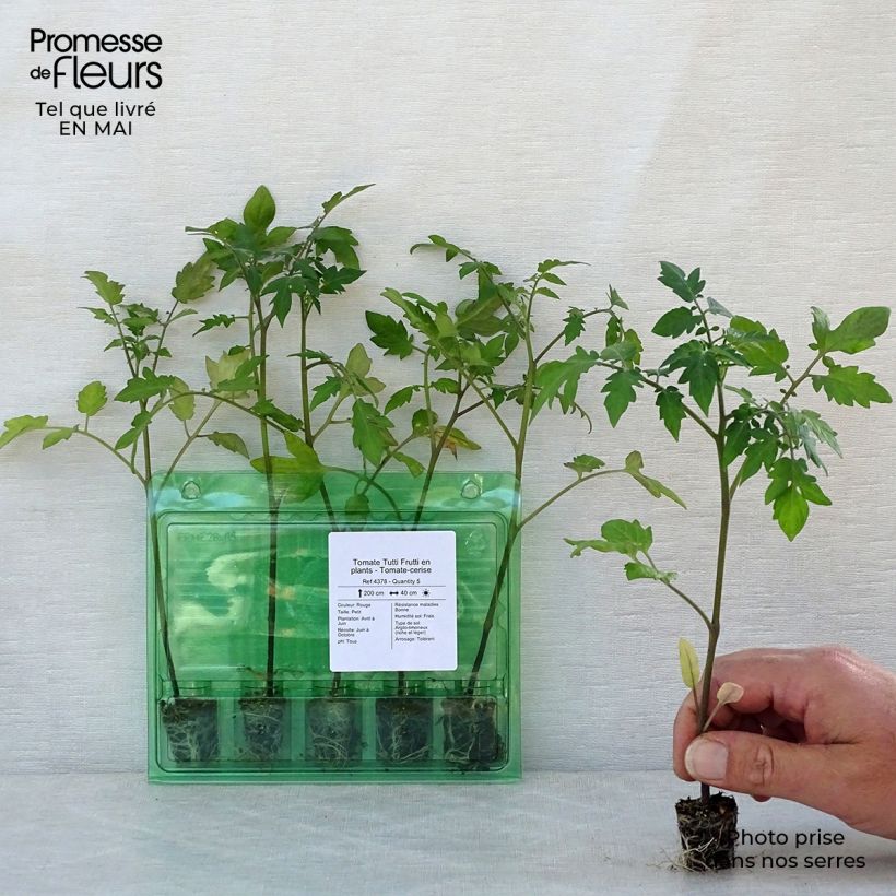 Example of Pomodoro ciliegino/datterino Tutti Frutti mini zolla... as you get in printemps