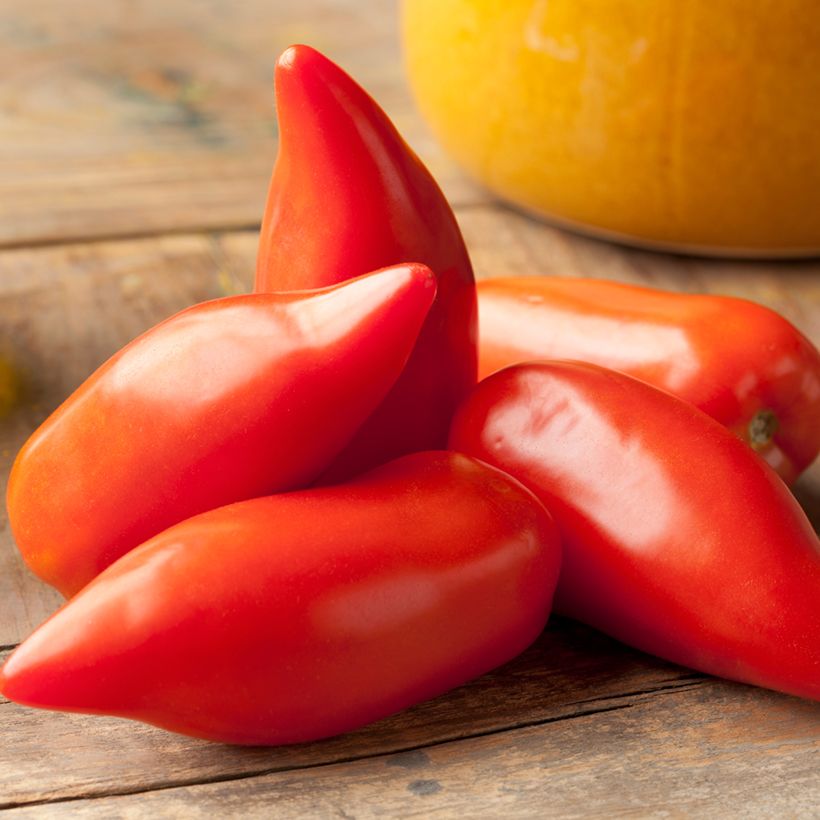Pomodoro lungo Corno delle Ande Bio (semi) (Harvest)