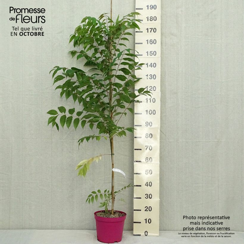 Esemplare di Toona sinensis Flamingo - Acajou de Chine Pot de 4L/5L come consegnato in autunno