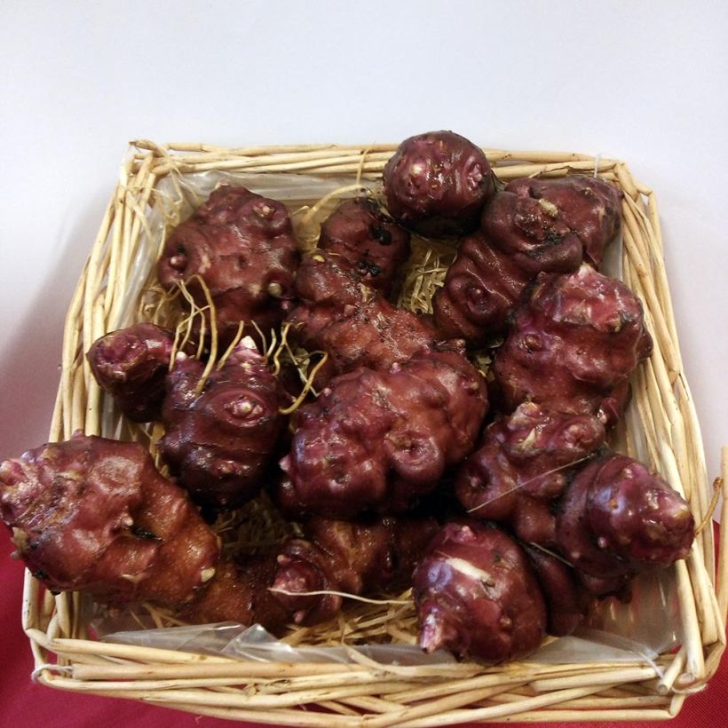 Topinambur Enano (Harvest)