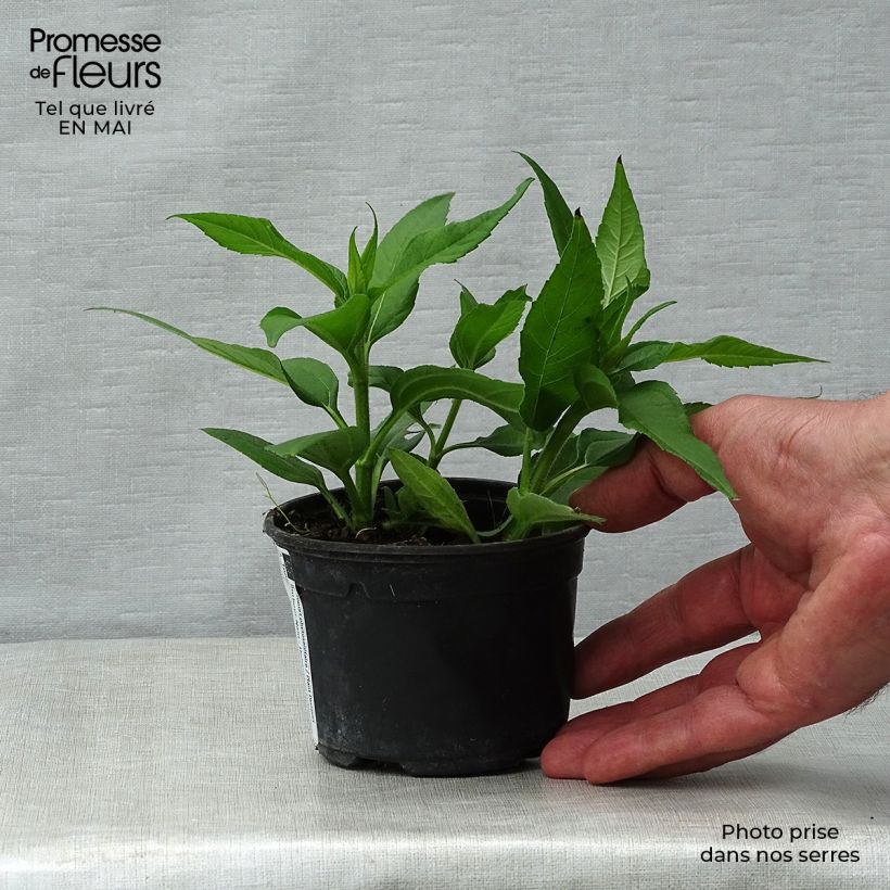 Example of Topinambur Enano Vasetto da 7/8 cm as you get in printemps