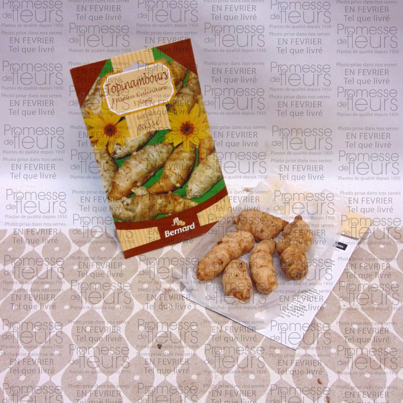 Esempio di esemplare Topinambur Fuseau Culinaire Pezzo come consegnato