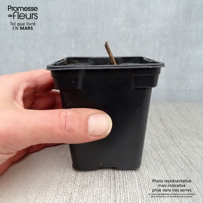 Topinambur Rosa (in vasetto) Vasetto da 7/8 cm esemplare consegnato in primavera