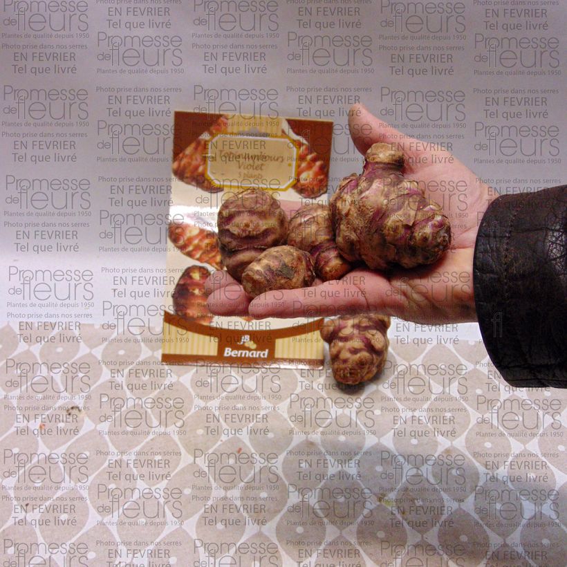 Esempio di esemplare Topinambur Viola Pezzo come consegnato