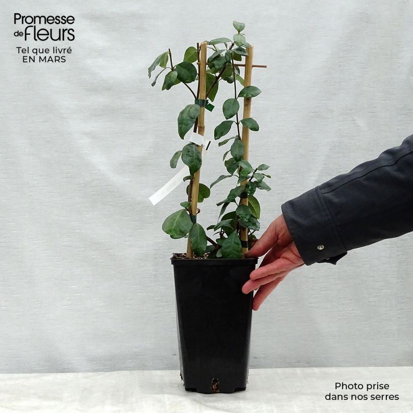 Trachelospermum jasminoides Star of Toscane - Falso gelsomino Vaso da 2L/3L esemplare consegnato in primavera