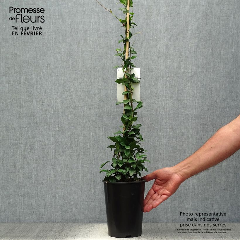 Esemplare di Trachelospermum jasminoides Star of Toscane - Falso gelsomino Vaso da 2L/3L come consegnato in autunno